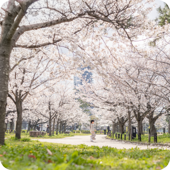 カリココプラス